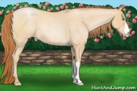 Horse Color:Buckskin Roan Pearl 