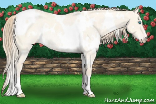 Horse Color:White Spotted Perlino Roan Dun Rabicano