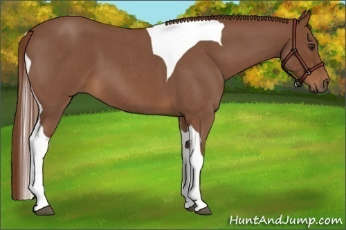 Horse Color:Red Roan Tobiano 