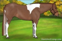 Horse Color:Red Roan Tobiano