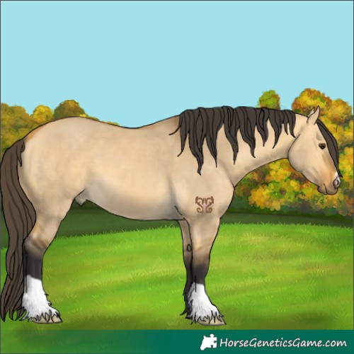Horse Color:Buckskin Dun 