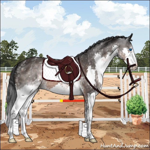 Horse Color:White Spotted Brown Splash 
