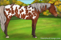 Horse Color:Silver Brown Appaloosa 