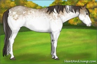 Horse Color:White Spotted Buckskin 