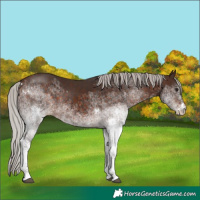 Horse Color:White Spotted Silver Brown