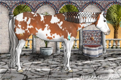 Horse Color:White Spotted Bay Splash