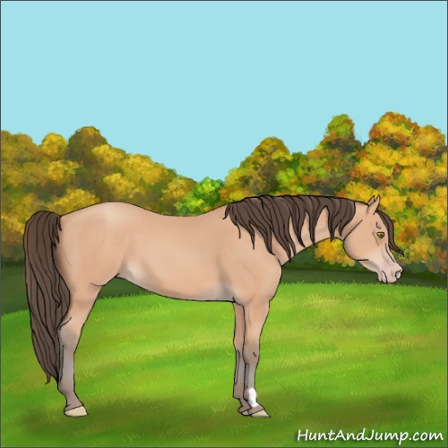 Horse Color:Amber Champagne 
