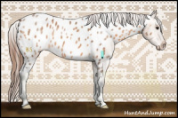 Horse Color:Bay Dun Appaloosa 