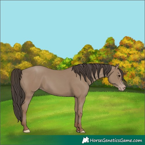 Horse Color:Classic Champagne 