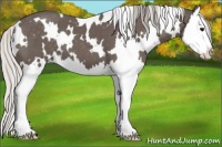 Horse Color:White Spotted Silver Black Splash