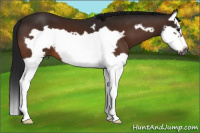 Horse Color:Gray Bay Splash Frame 