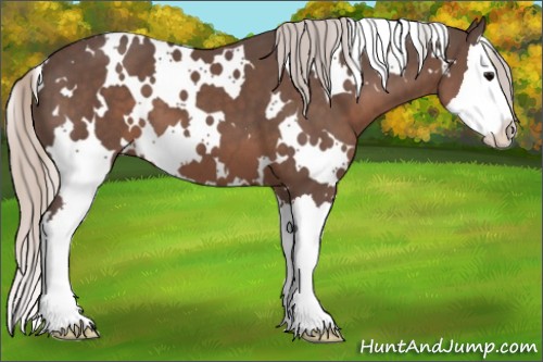 Horse Color:White Spotted Silver Black Splash 