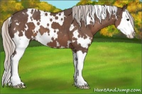Horse Color:White Spotted Silver Black Splash