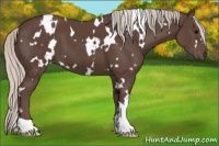 Horse Color:White Spotted Silver Black