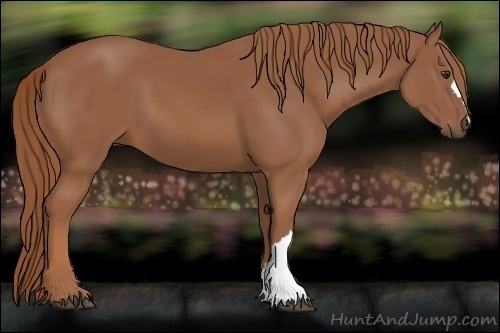 Horse Color:Chestnut 
