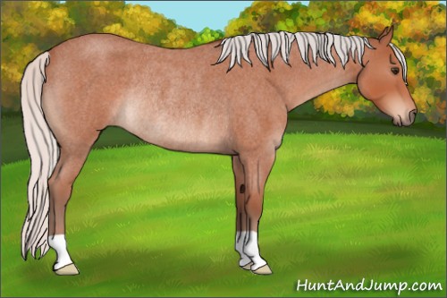 Horse Color:Silver Brown Roan Mushroom Rabicano 