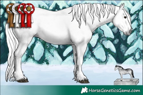 Horse Color:Gray White Spotted Silver Brown Sabino Appaloosa 