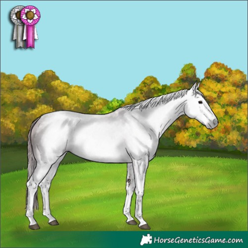 Horse Color:Gray Platinum White Spotted Chocolate Black 