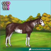 Horse Color:Gray Platinum White Spotted Chocolate Black