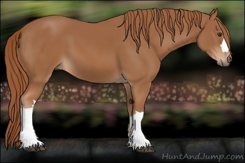 Horse Color:Chestnut 