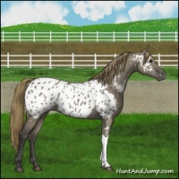 Horse Color:Smoky Grullo Near Leopard 