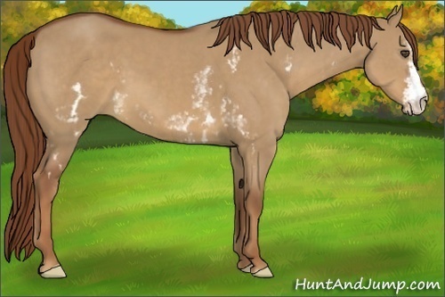 Horse Color:White Spotted Red Dun Frame 