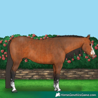 Horse Color:Bay  and Bay 