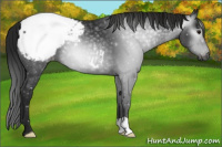 Horse Color:Gray Black Appaloosa 