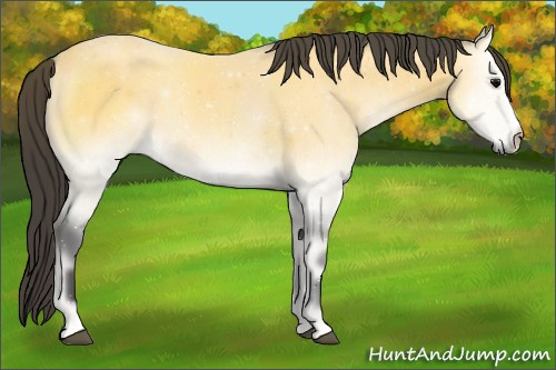 Horse Color:Buckskin Onyx 