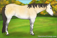 Horse Color:Buckskin Onyx 