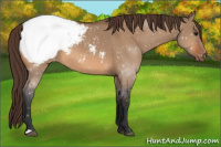 Horse Color:Bay Dun Appaloosa 