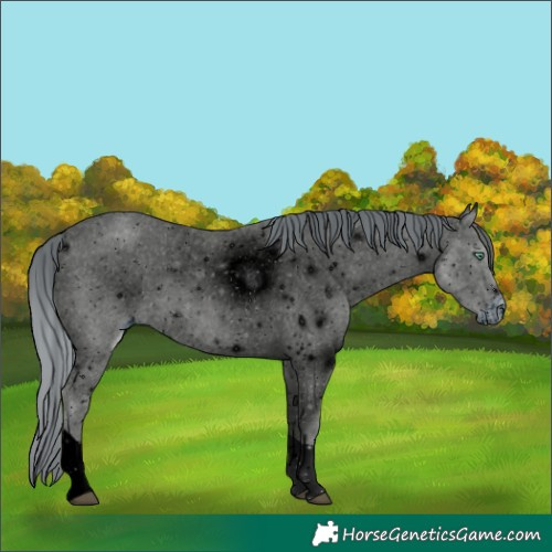 Horse Color:ERROR: UNKNOWN ANOMALY