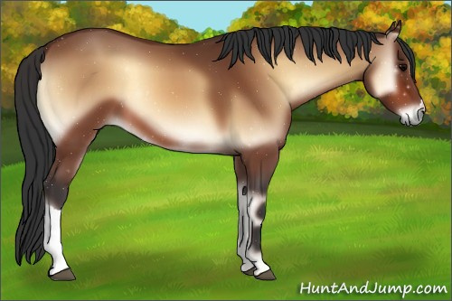 Horse Color:Bay Onyx 