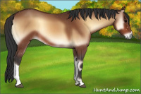 Horse Color:Bay Onyx 