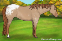 Horse Color:Red Dun Appaloosa 