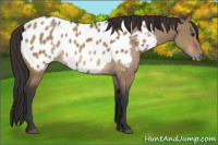 Horse Color:Bay Dun Appaloosa 