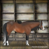 Horse Color:Bay Splash