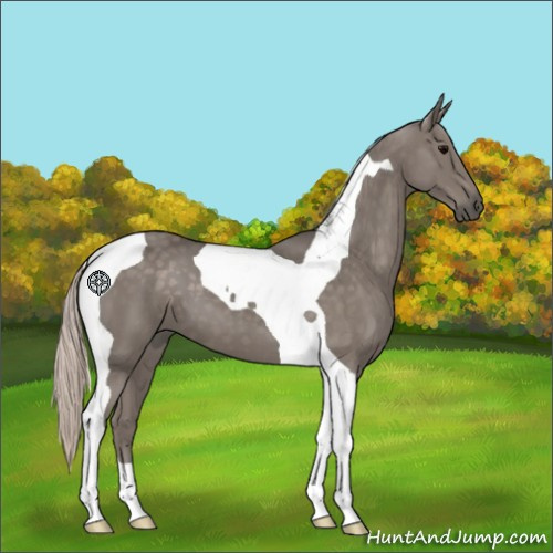 Horse Color:Silver Black Tobiano 