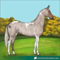 Horse Color:Silver Blue Roan Tobiano Rabicano 