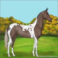 Horse Color:Silver Black Tobiano Rabicano 