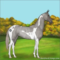 Horse Color:Silver Blue Roan Tobiano Rabicano 