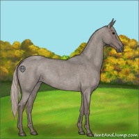 Horse Color:Silver Blue Roan Rabicano 