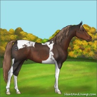 Horse Color:Liver Chestnut Tobiano 
