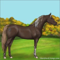 Horse Color:Liver Chestnut Tobiano 