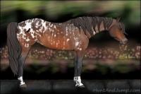 Horse Color:Bay Appaloosa  and Bay Appaloosa 