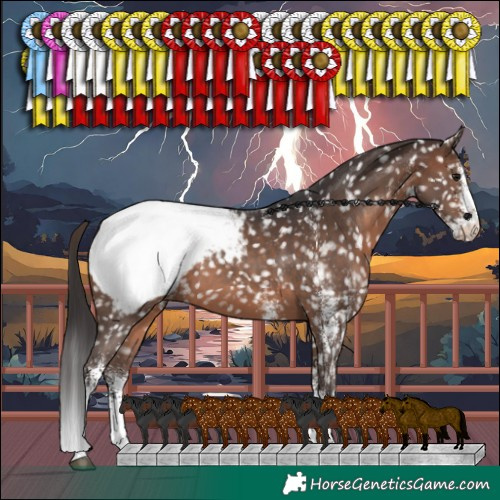 Horse Color:White Spotted Brown Appaloosa