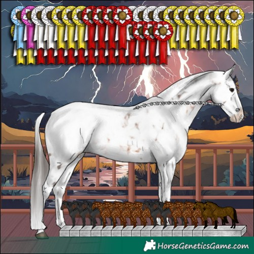 Horse Color:White Spotted Brown Appaloosa