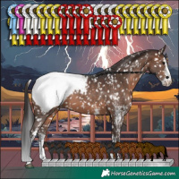 Horse Color:White Spotted Brown Snowcap 