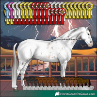 Horse Color:White Spotted Brown Appaloosa