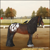 Horse Color:Brown Appaloosa Rabicano 